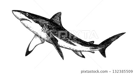 Great white shark sketch hand drawn with pencil textures line art. Black vector monochrome design inspired by marine wildlife. Perfect for logo design textile print tattoo drawing engraving and more. Great white shark sketch hand drawn with pencil textures line art. Black vector monochrome design inspired by marine wildlife. Perfect for logo design textile print tattoo drawing engraving and more. 132385509
