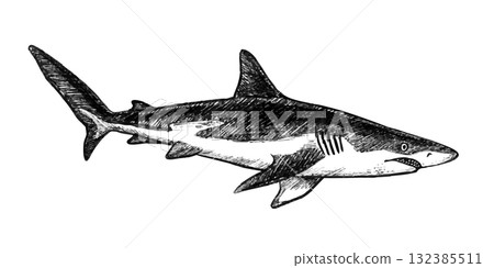 Great white shark sketch hand drawn with pencil textures line art. Black vector monochrome design inspired by marine wildlife. Perfect for label design textile print tattoo drawing engraving and more. 132385511