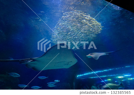 Manta rays swimming in an aquarium Manta rays swimming in an aquarium 132385565