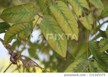 在日本核桃樹葉中感受到的生命能量 在日本核桃樹葉中感受到的生命能量 132385575