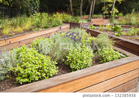 Raised garden beds with herbs and plants in eco garden 132385938