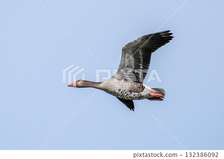 The flying greylag goose, Anser anser is a species of large goose The flying greylag goose, Anser anser is a species of large goose 132386092