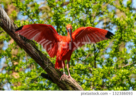 The Scarlet ibis, Eudocimus ruber is a species of ibis in the bird family Threskiornithidae. 132386093