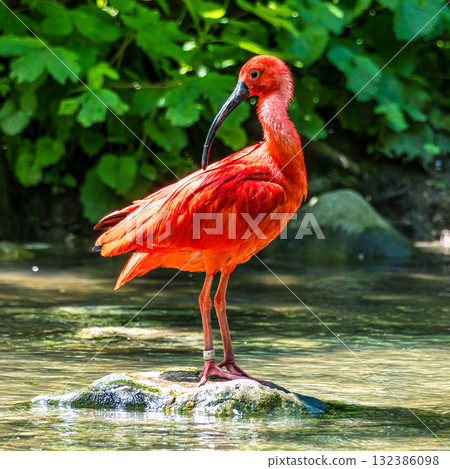The Scarlet ibis, Eudocimus ruber is a species of ibis in the bird family Threskiornithidae. 132386098