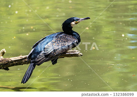The great cormorant, Phalacrocorax carbo sitting on a branch The great cormorant, Phalacrocorax carbo sitting on a branch 132386099