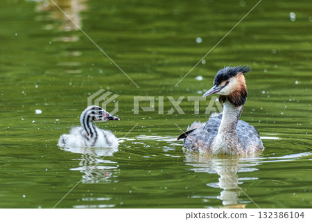 Family of Great Crested Grebe, Podiceps cristatus with beautiful orange colors, a water bird with red eyes. Family of Great Crested Grebe, Podiceps cristatus with beautiful orange colors, a water bird with red eyes. 132386104