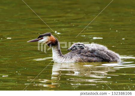 Family of Great Crested Grebe, Podiceps cristatus with beautiful orange colors, a water bird with red eyes. Family of Great Crested Grebe, Podiceps cristatus with beautiful orange colors, a water bird with red eyes. 132386106