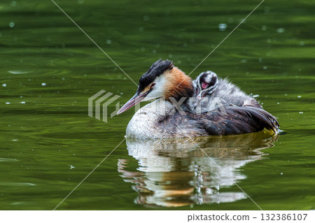 Family of Great Crested Grebe, Podiceps cristatus with beautiful orange colors, a water bird with red eyes. Family of Great Crested Grebe, Podiceps cristatus with beautiful orange colors, a water bird with red eyes. 132386107