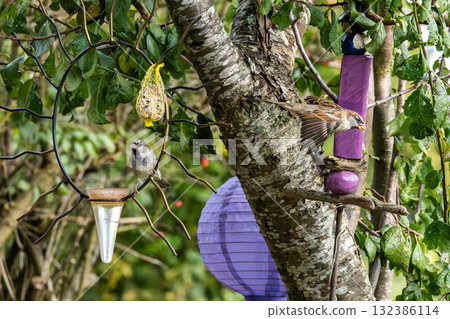 House sparrow bird, Passer domesticus perched on bird feeder containing birdseed. House sparrow bird, Passer domesticus perched on bird feeder containing birdseed. 132386114