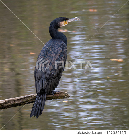 The great cormorant, Phalacrocorax carbo sitting on a branch The great cormorant, Phalacrocorax carbo sitting on a branch 132386115