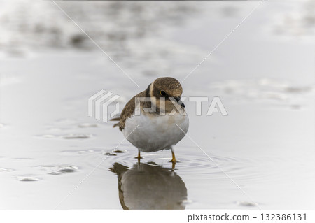 小腹鴴在蓮藕田尋找食物 132386131