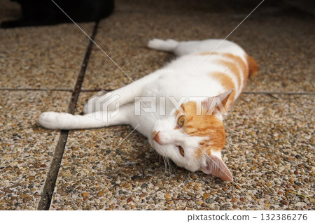 Cats living in a colony taking a nap Cats living in a colony taking a nap 132386276