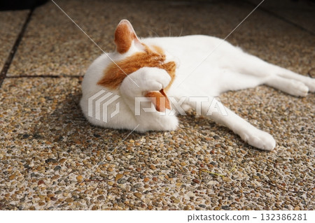 Cats living in a colony taking a nap 132386281