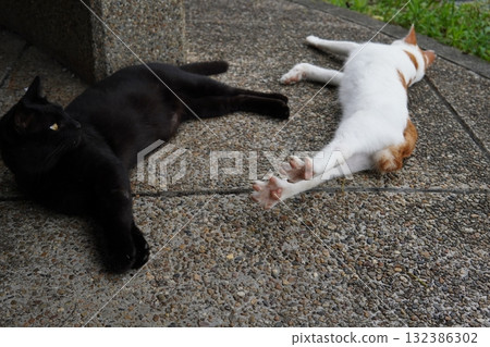 Cats living in a colony taking a nap Cats living in a colony taking a nap 132386302