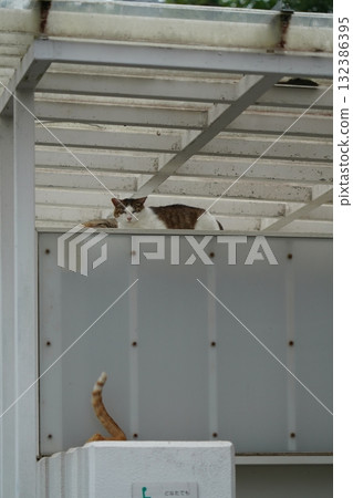 A cute brown tabby cat taking a nap in a parking lot 132386395