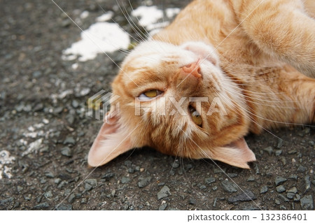 一隻可愛的棕色虎斑貓在停車場打盹 一隻可愛的棕色虎斑貓在停車場打盹 132386401