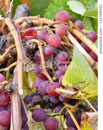 Close-up of bunch of ripe red grapes on the vine. Red-pink grape clusters growing in a vineyard. Autumn grape harvest season. Close-up of bunch of ripe red grapes on the vine. Red-pink grape clusters growing in a vineyard. Autumn grape harvest season. 132386482