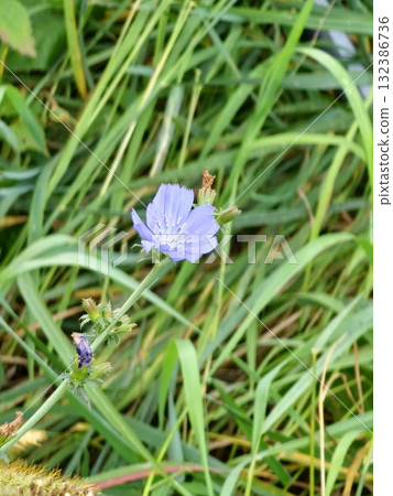 Blue chicory flowers and stems growing wild in autumn. Cichorium intybus. Chicory roots are used as a coffee substitute. 132386736