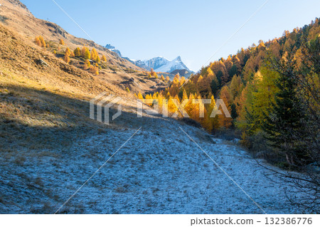 Mountain, Frost on Slope and Yellow Golden Larches in Autumn. Switzerland 132386776