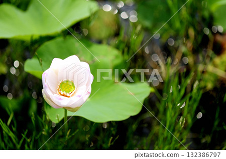 在農村看到的蓮花 132386797