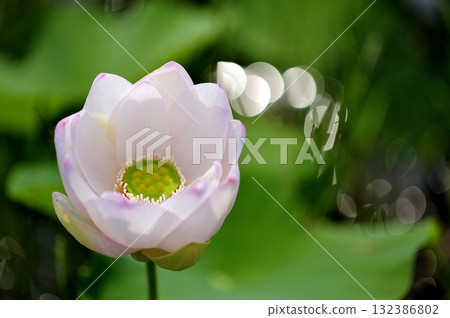 在農村看到的蓮花 132386802