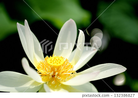 在農村看到的蓮花 在農村看到的蓮花 132386827