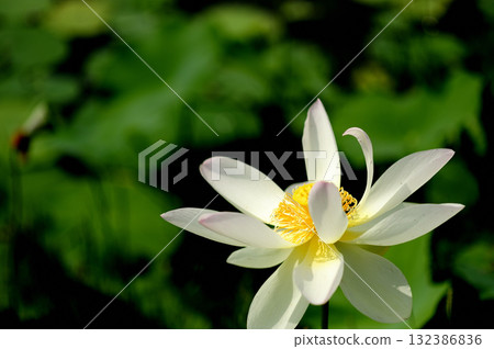 在農村看到的蓮花 在農村看到的蓮花 132386836