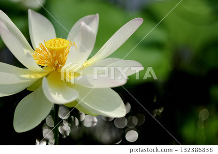 在農村看到的蓮花 在農村看到的蓮花 132386838