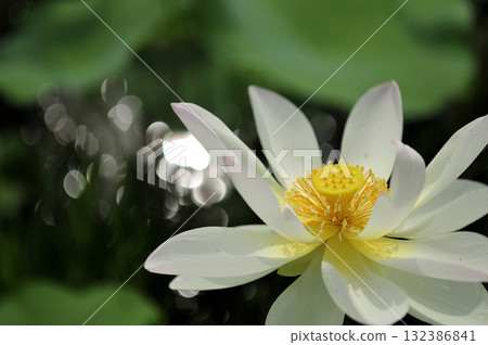 在農村看到的蓮花 132386841