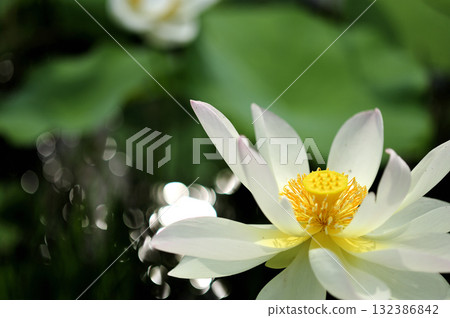 在農村看到的蓮花 在農村看到的蓮花 132386842