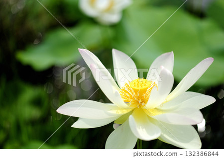 在農村看到的蓮花 132386844