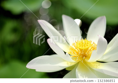 Lotus flowers seen in the countryside Lotus flowers seen in the countryside 132386851