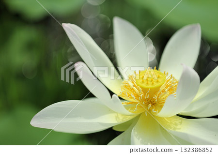 Lotus flowers seen in the countryside 132386852