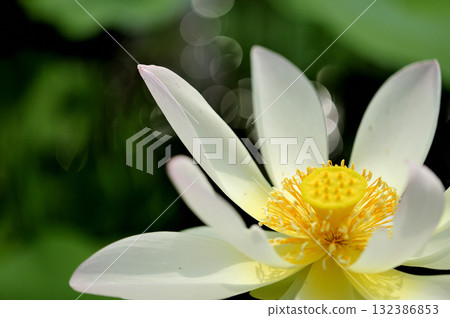 在農村看到的蓮花 132386853