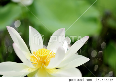 在農村看到的蓮花 在農村看到的蓮花 132386856