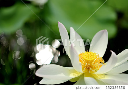 Lotus flowers seen in the countryside 132386858