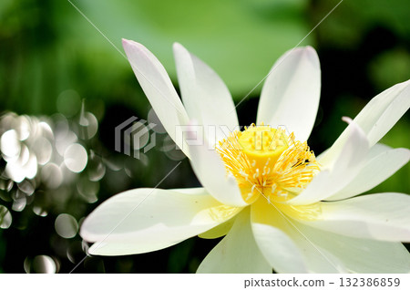 Lotus flowers seen in the countryside 132386859