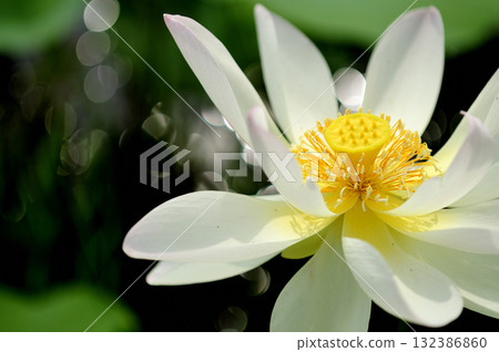 在農村看到的蓮花 在農村看到的蓮花 132386860