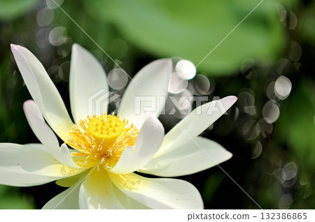 在農村看到的蓮花 132386865