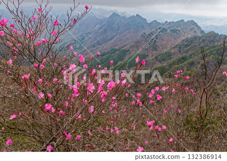 Akayashio azalea blooms on Mt. Ryokami and Haccho Ridge 132386914