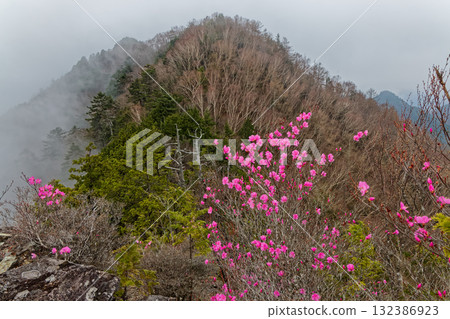 Akayashio azalea blooms in the mist on the Haccho Ridge of Mt. Ryokami in Okuchichibu Akayashio azalea blooms in the mist on the Haccho Ridge of Mt. Ryokami in Okuchichibu 132386923