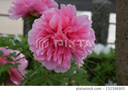 Button flower 132386985