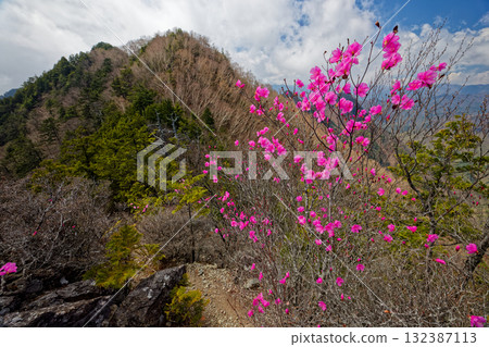 View of the summit from Mount Ryokami's Hatcho Ridge and Higashidake, where red azaleas bloom 132387113