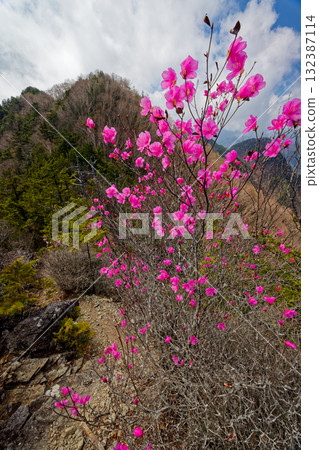 View of the summit from Mount Ryokami's Hatcho Ridge and Higashidake, where red azaleas bloom 132387114