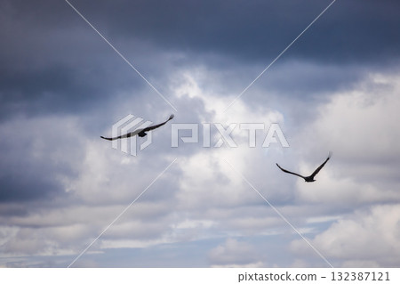 Two turkey vultures gliding gracefully through a dramatic cloudy sky, wings spread wide as they soar together in the open air. 132387121