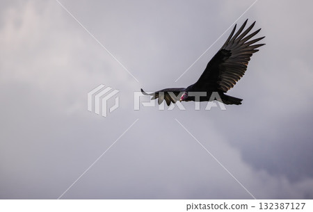 Turkey vulture soaring with wings spread wide under cloudy sky, showing its distinctive red head and dark feathers Turkey vulture soaring with wings spread wide under cloudy sky, showing its distinctive red head and dark feathers 132387127