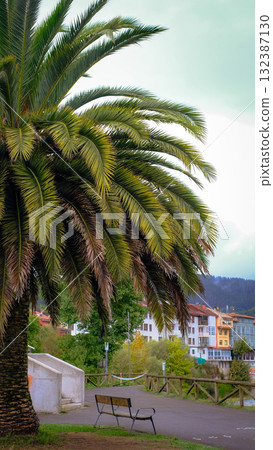 A beautiful, large palm tree stands in a tranquil park in the charming town of Arriondas, Asturias, Spain 132387130
