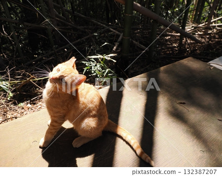 Cute kittens play innocently 132387207