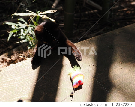 可愛的小貓天真地玩耍 132387220