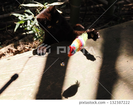 Cute kittens play innocently 132387222